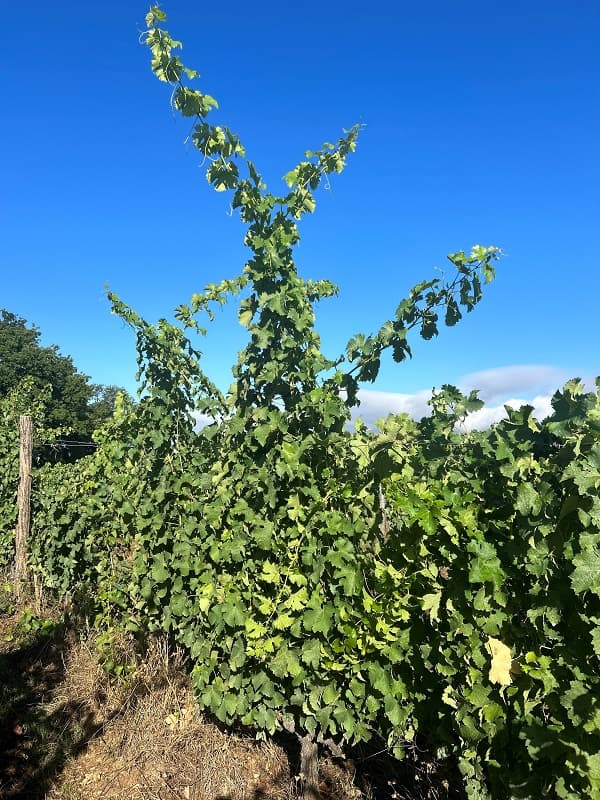 Domaine Elian DA ROS 1