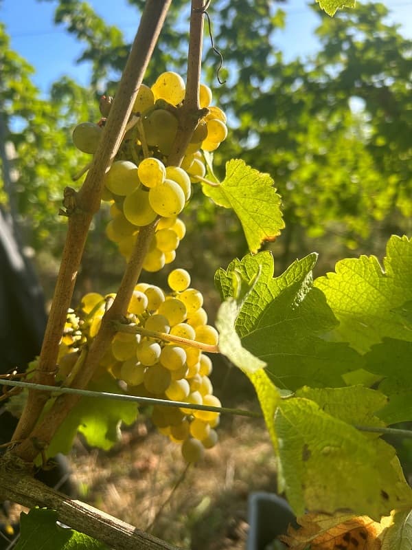 Domaine Elian DA ROS 2