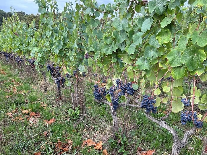 Domaine Elian DA ROS 3