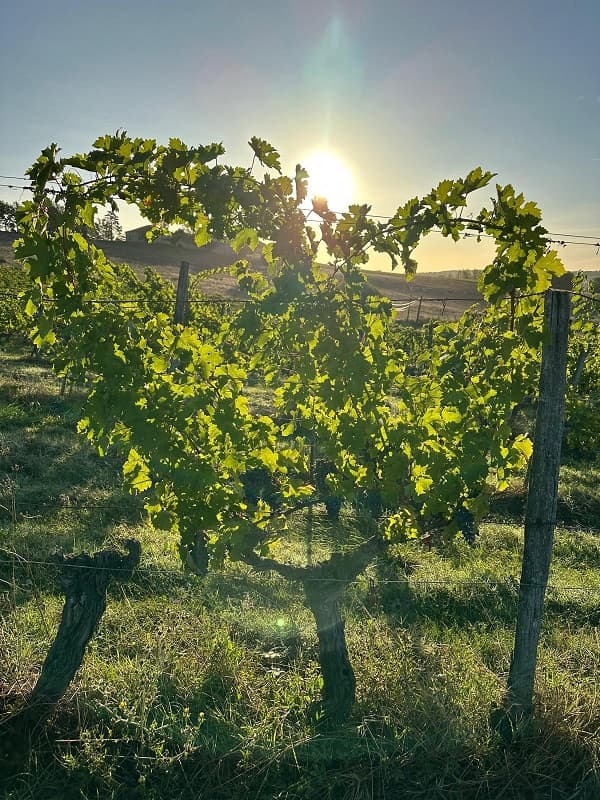 Domaine Elian DA ROS 4