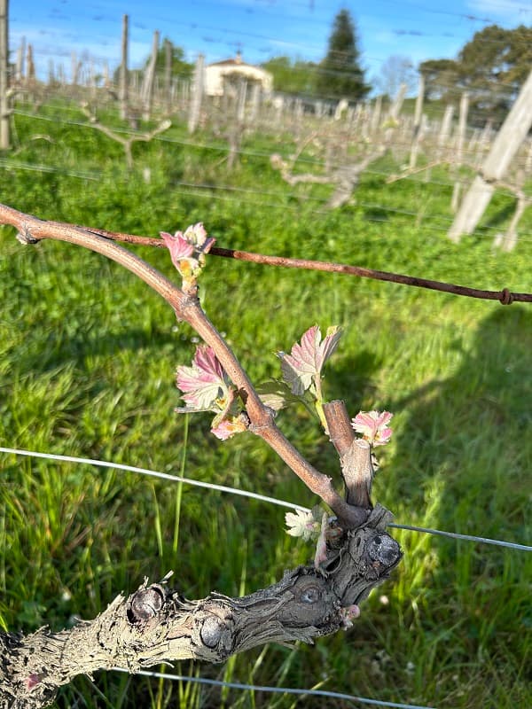 Domaine Elian DA ROS 8