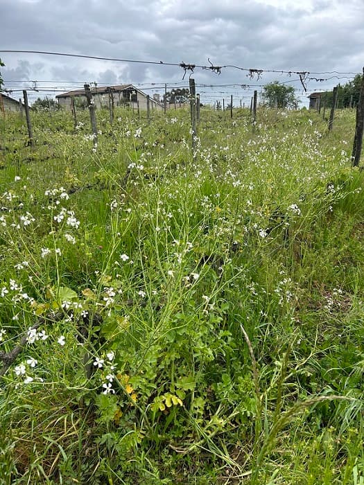 Domaine Elian DA ROS 9
