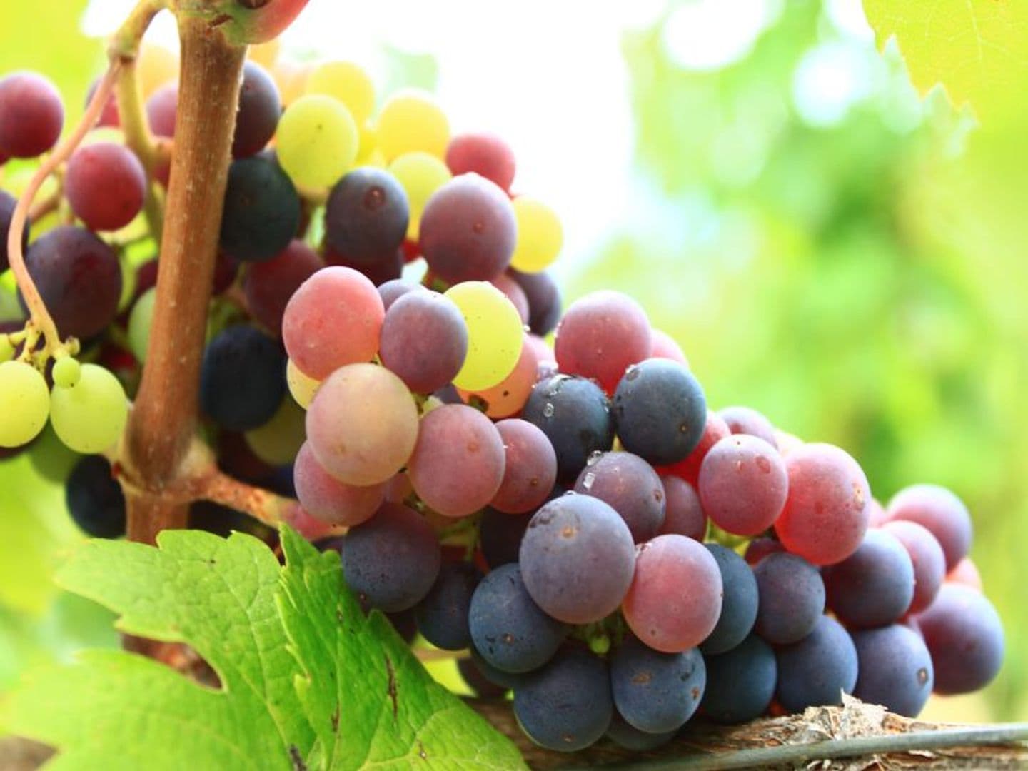 Domaine Etxegaraya - raisin
