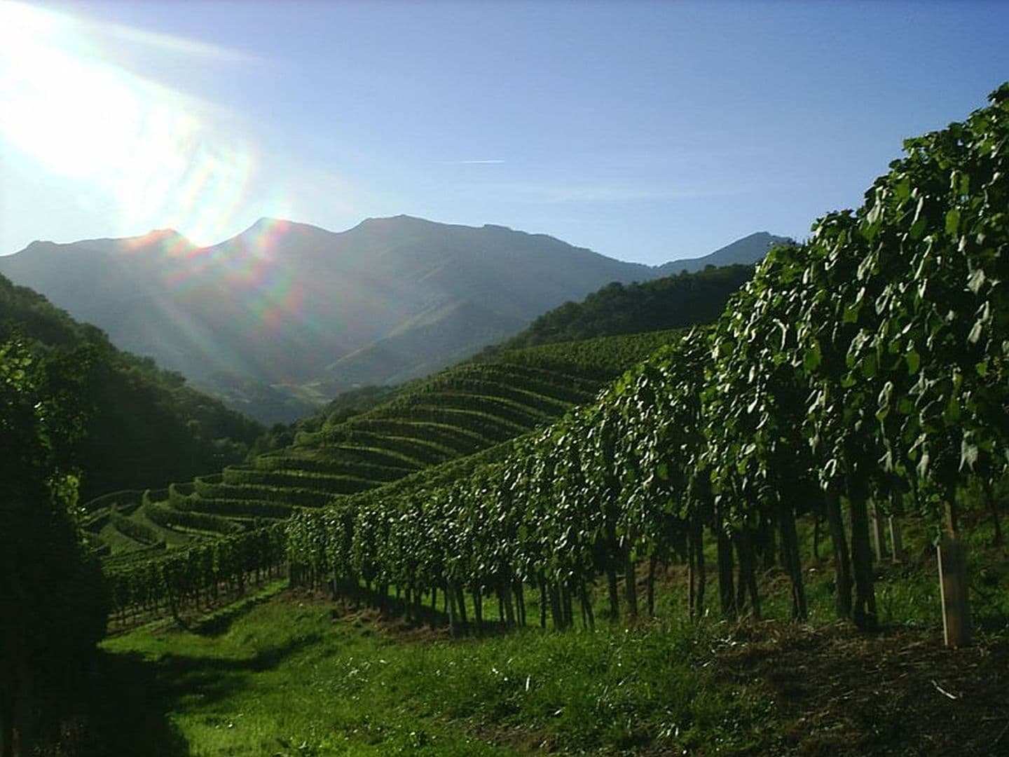 Domaine Etxegaraya - vignes