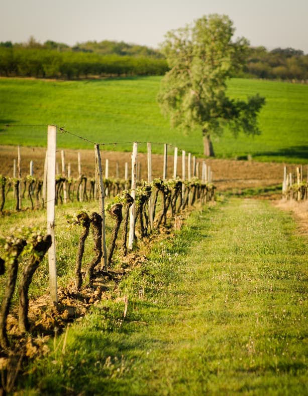 Domaine de Ferrant 2017