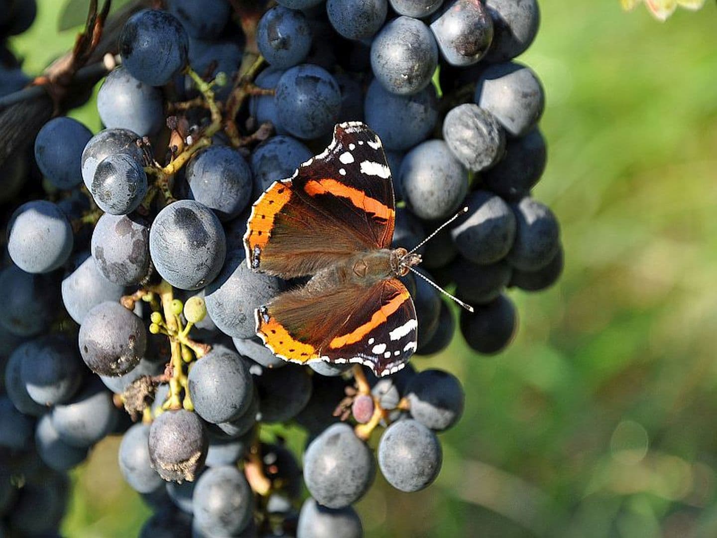 Domaine Gutizia - grappe raisin