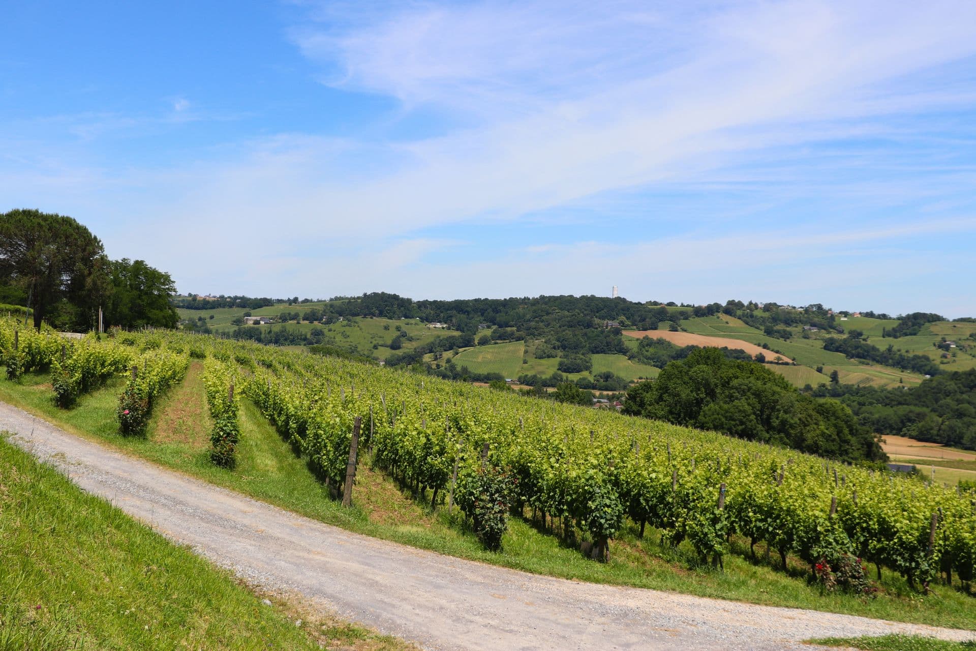 Domaine Montesquiou monein vignoble jurancon vignes