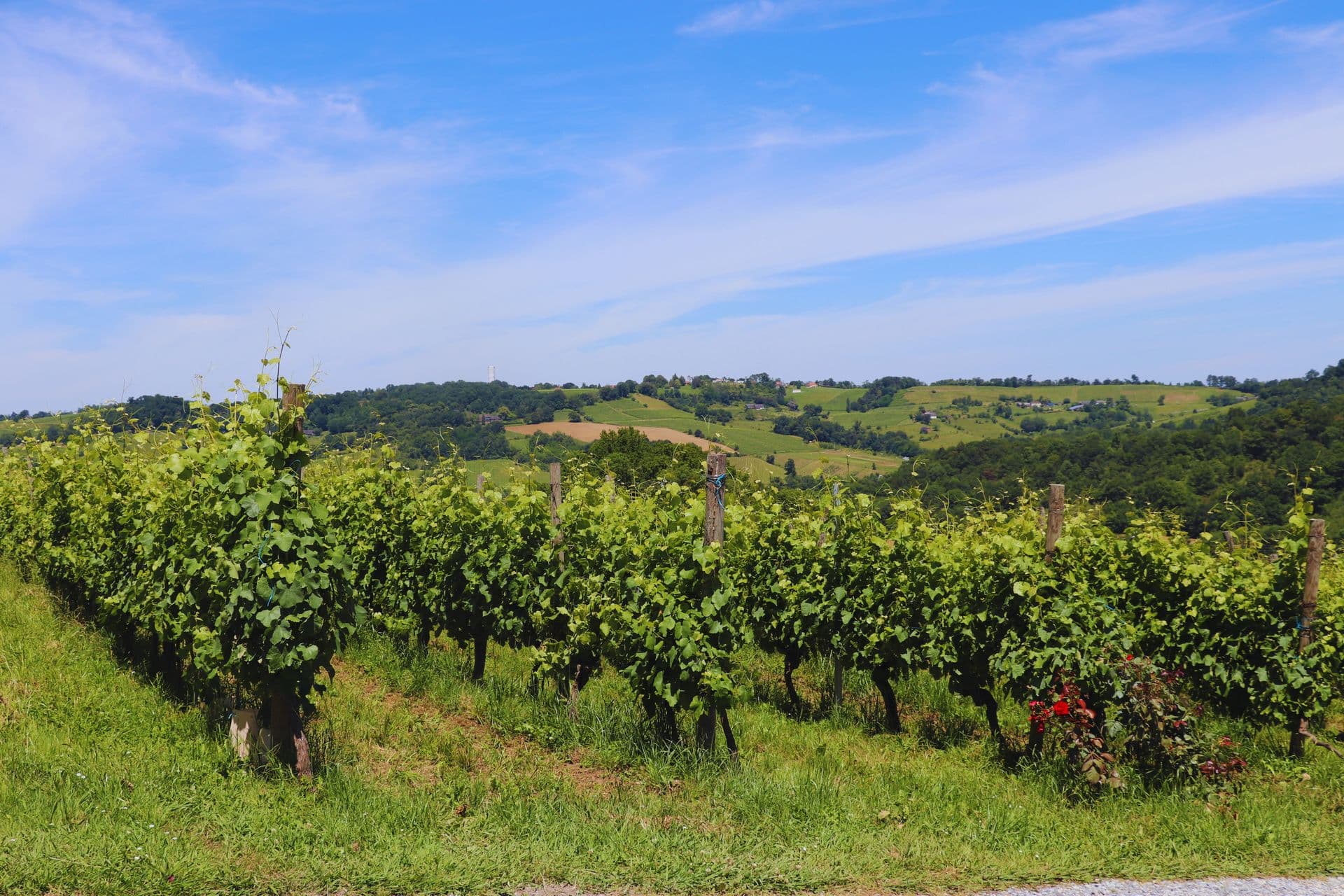 Domaine Montesquiou monein vignoble jurancon vignes