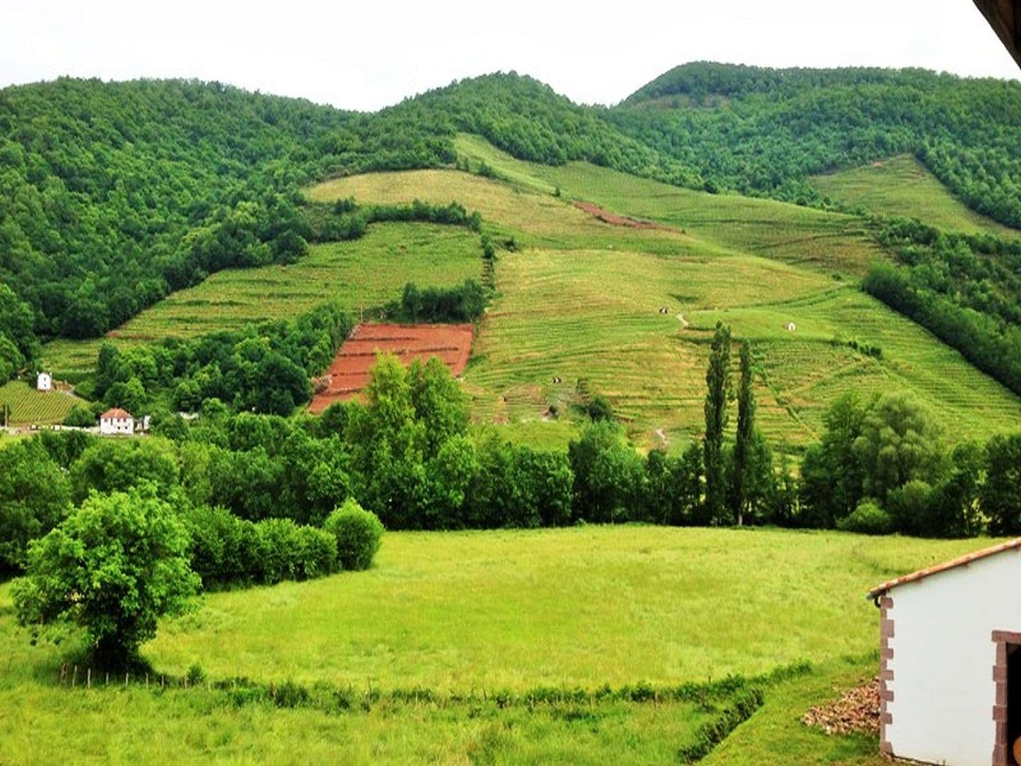 Domaine-Mourguy-vue vignes-Ispoure