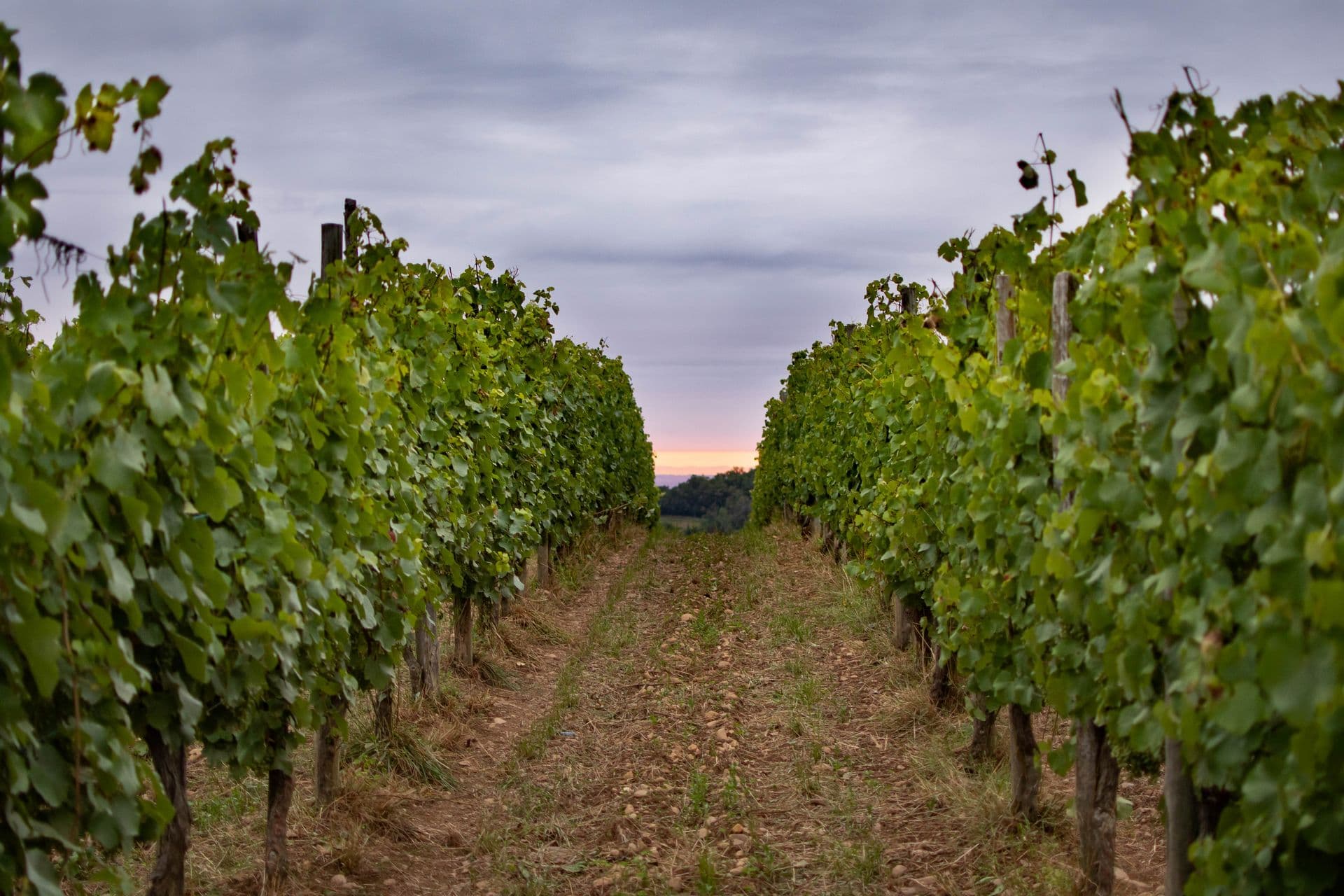 Domaine Nomboly Traydou Vignes