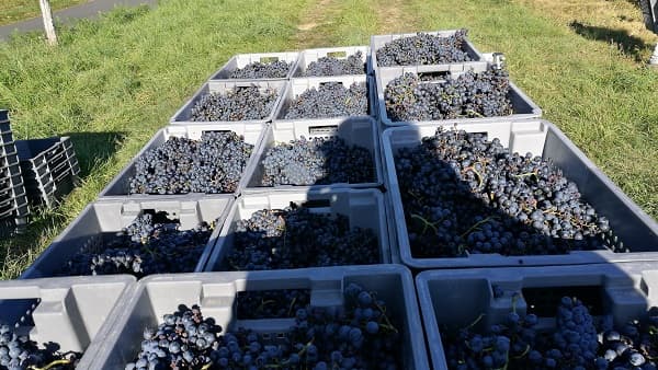 Domaine-Voie-Blanche-recolte-raisin