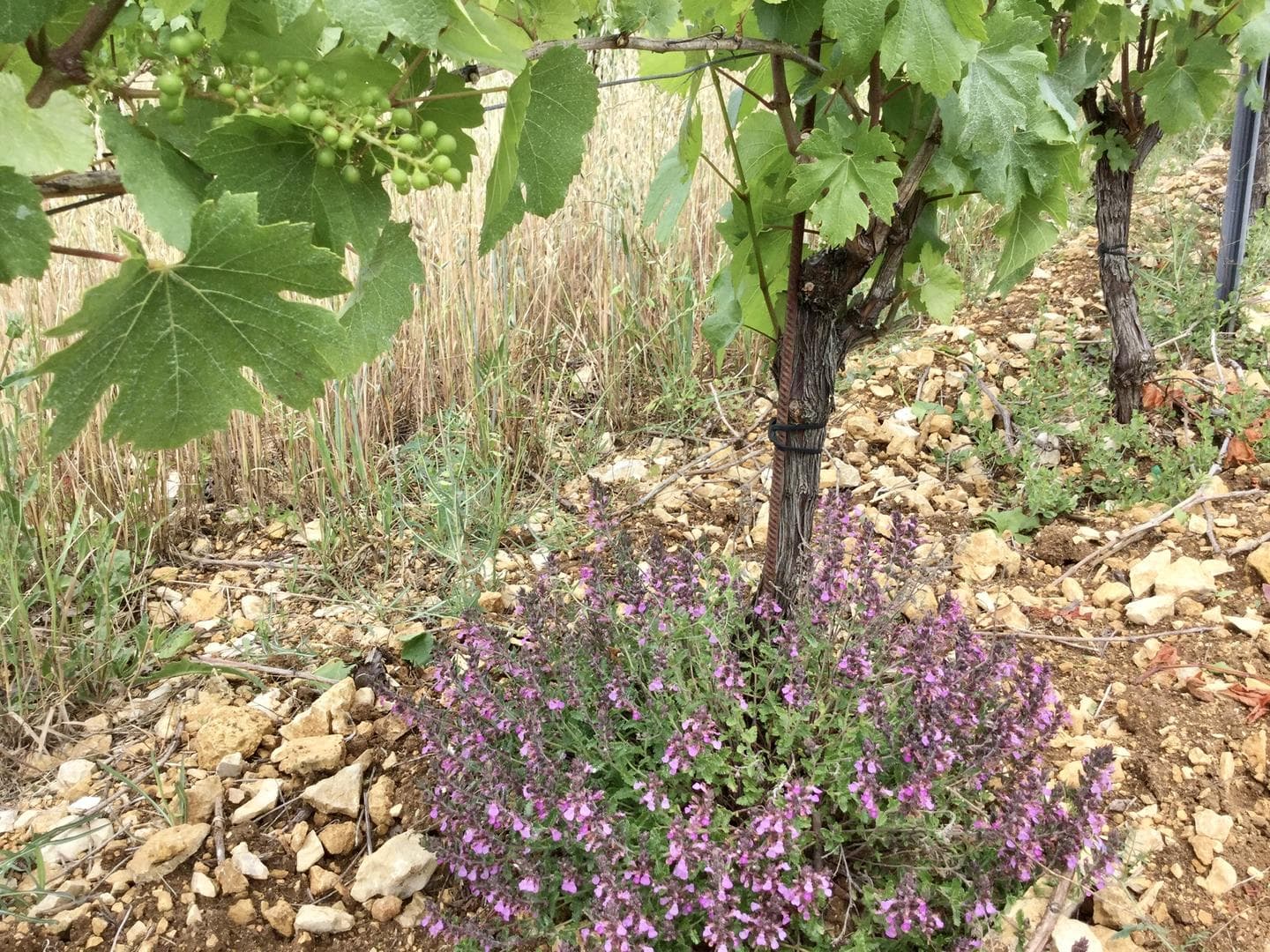 Domaine de Lasfargues