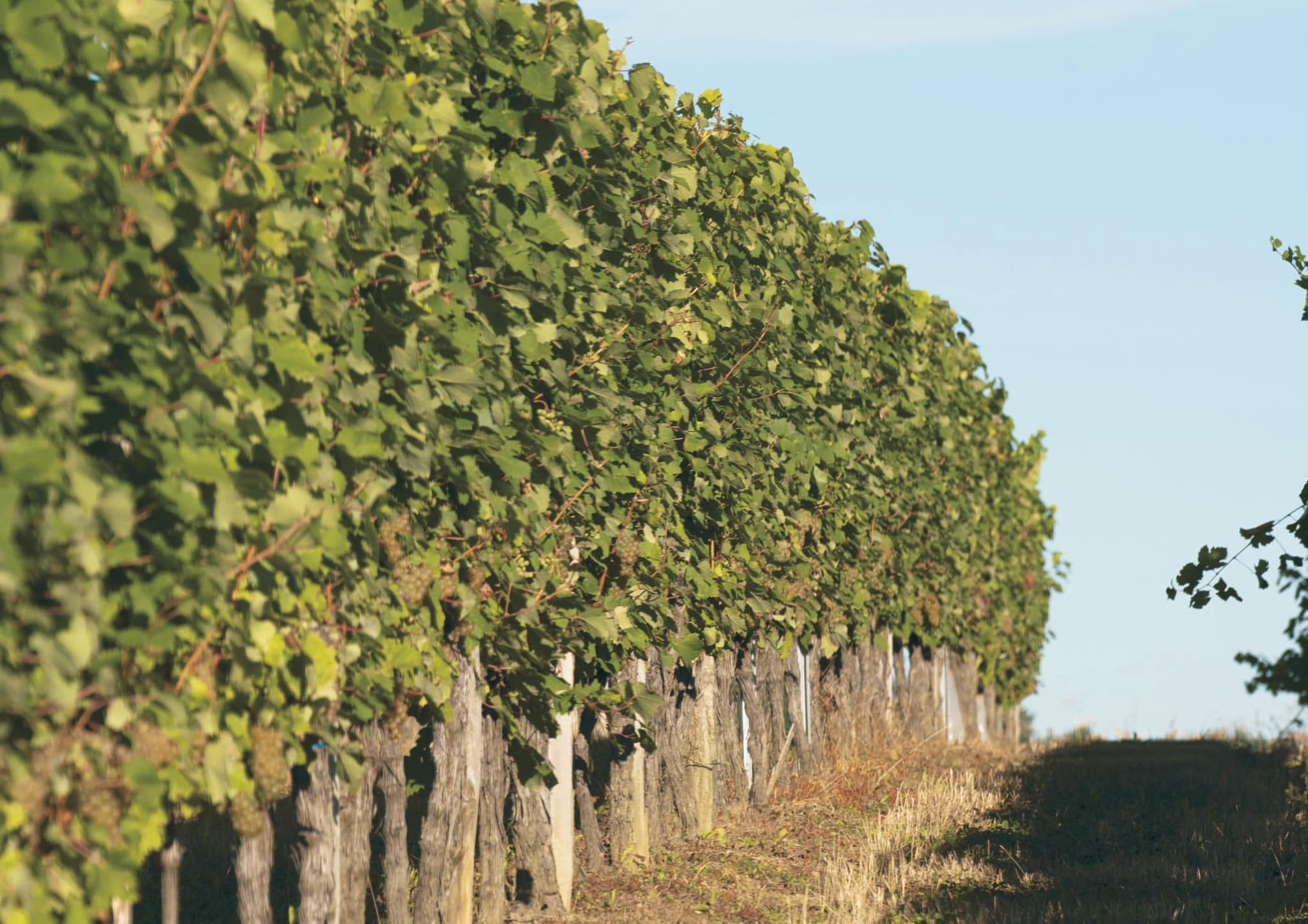 Domaine de Tastet