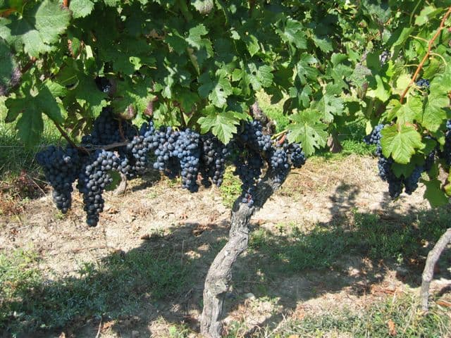 Domaine-de-la-Voie-Blanche