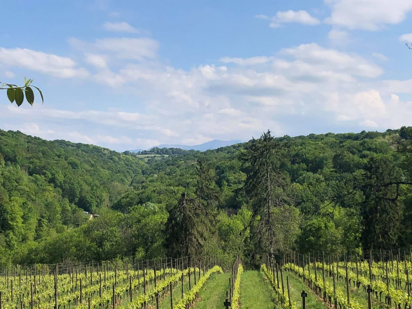 Domaine de sarros - Gelos - les coteaux