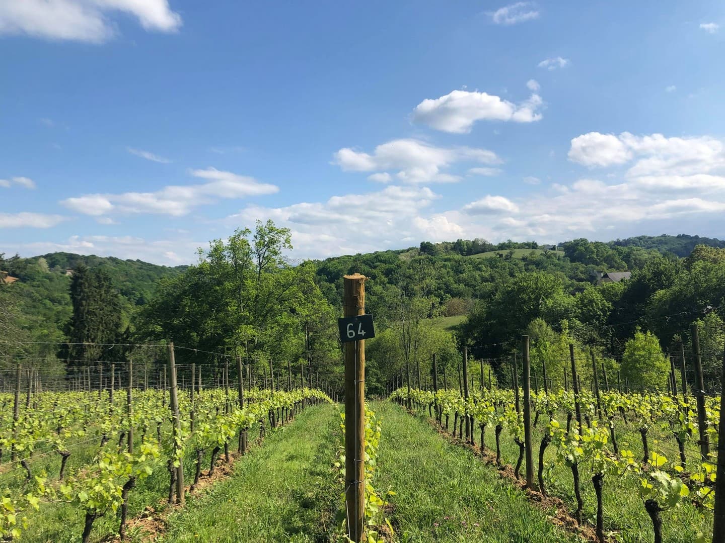 Domaine de sarros - Gelos - vignes 2