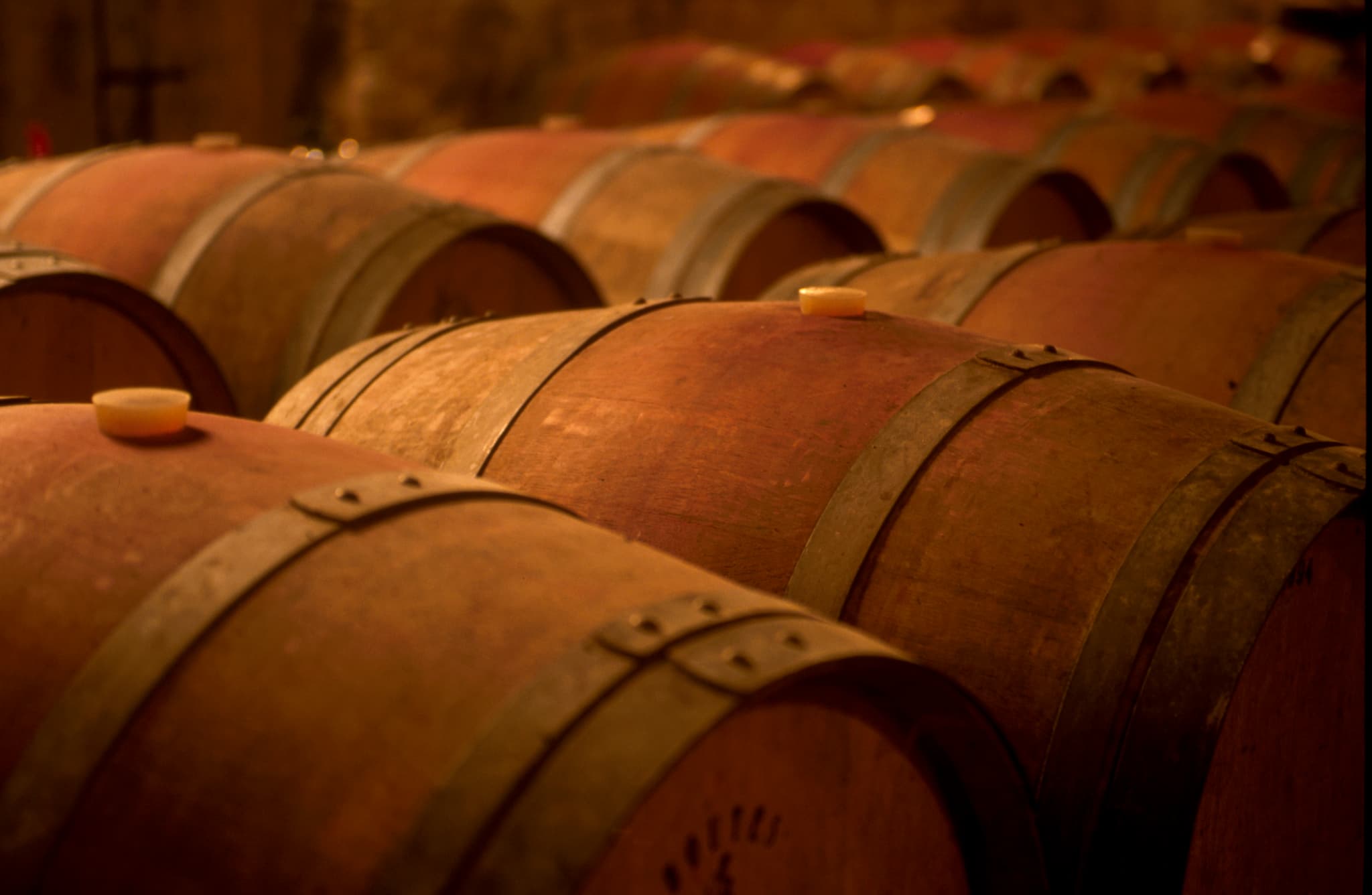Domaine du Grand Ormeau Chai barriques