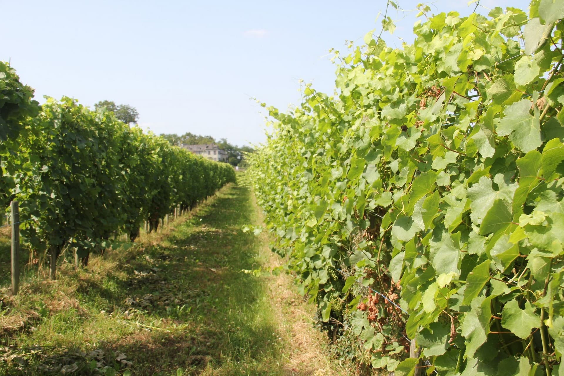 Domaine nigri (4)