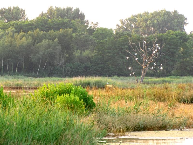 Dortoir d'aigrettes au crépuscule
