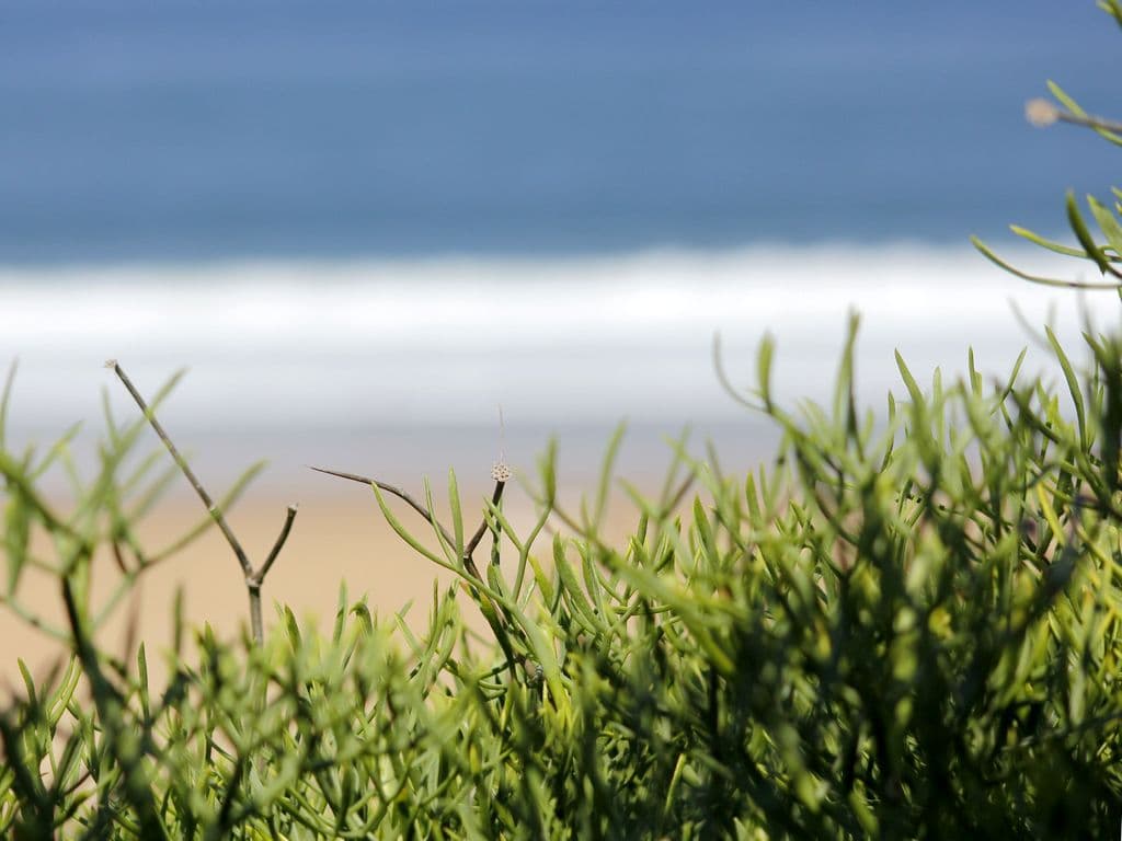 Dune-a-la-vague