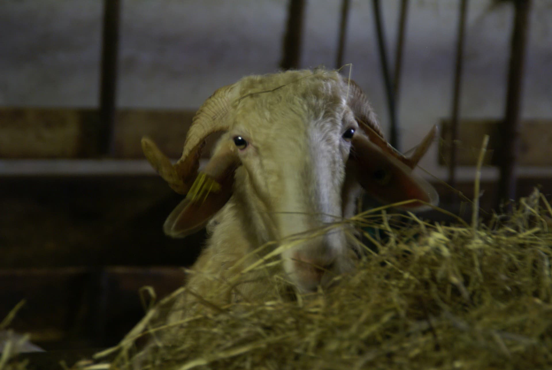 La Ferme du Payssas à Asasp-Arros
