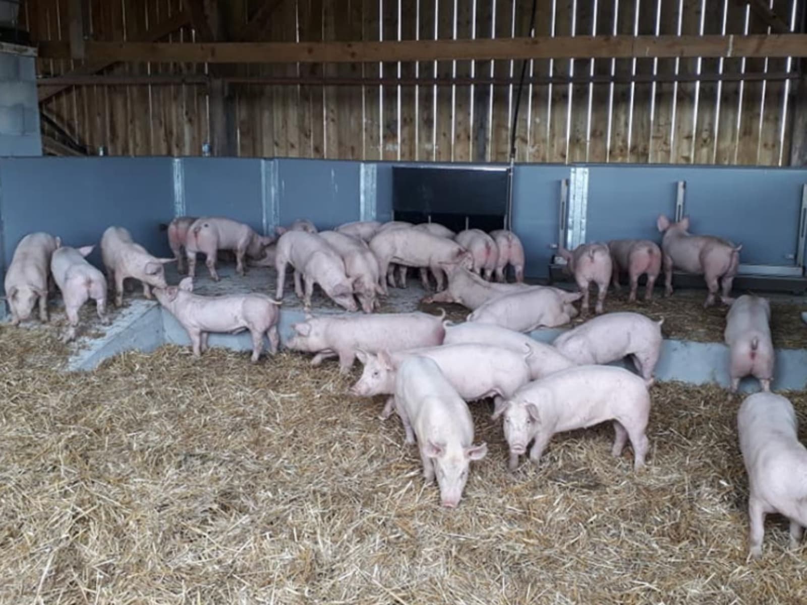 Elevage de porc