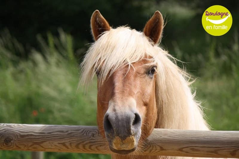 Equi-Pgd1-2