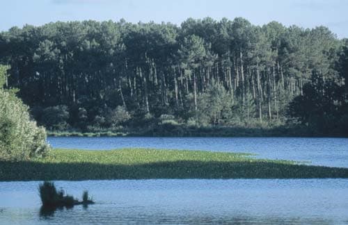 Pêche en étangs et rivières Moliets