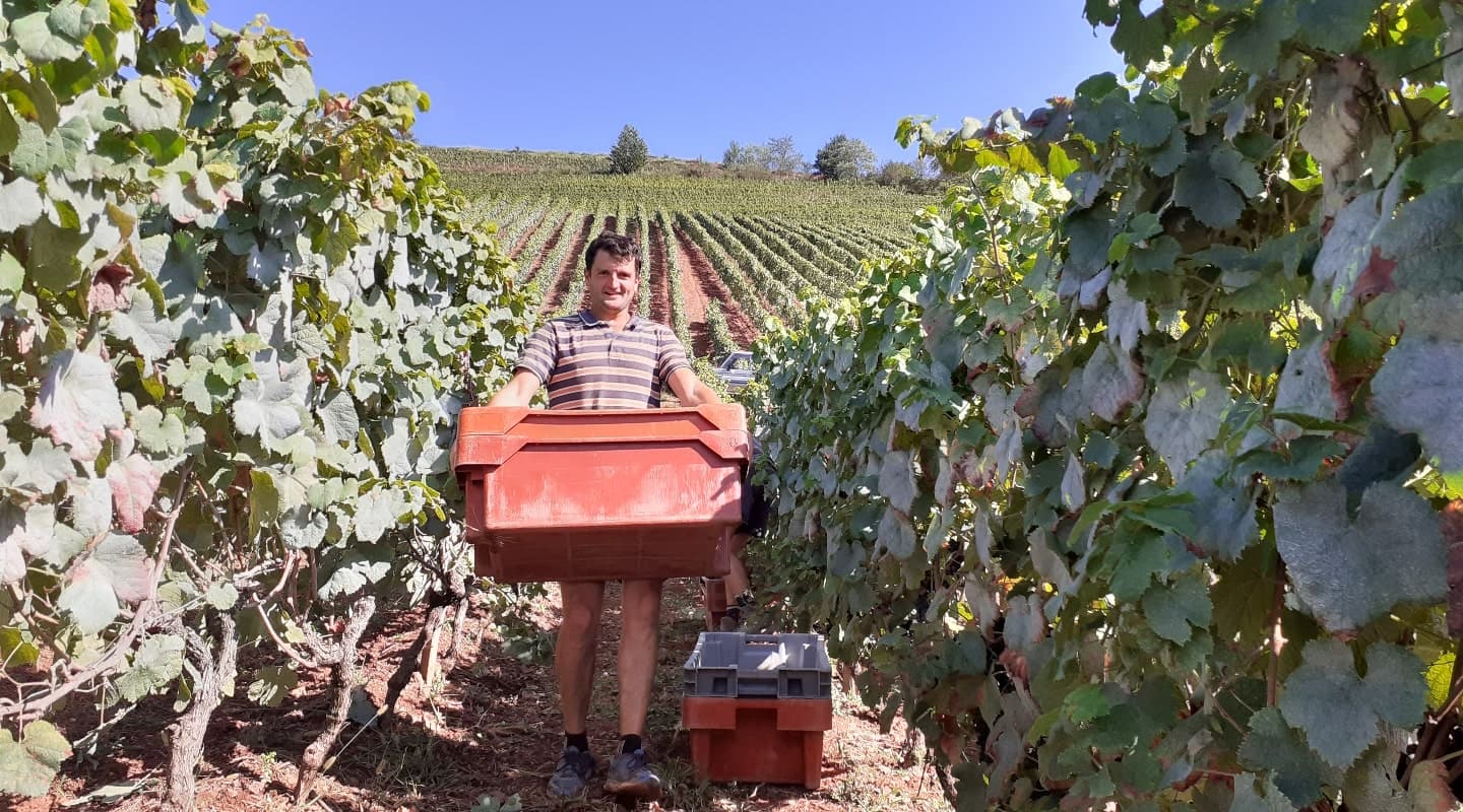 Vendanges