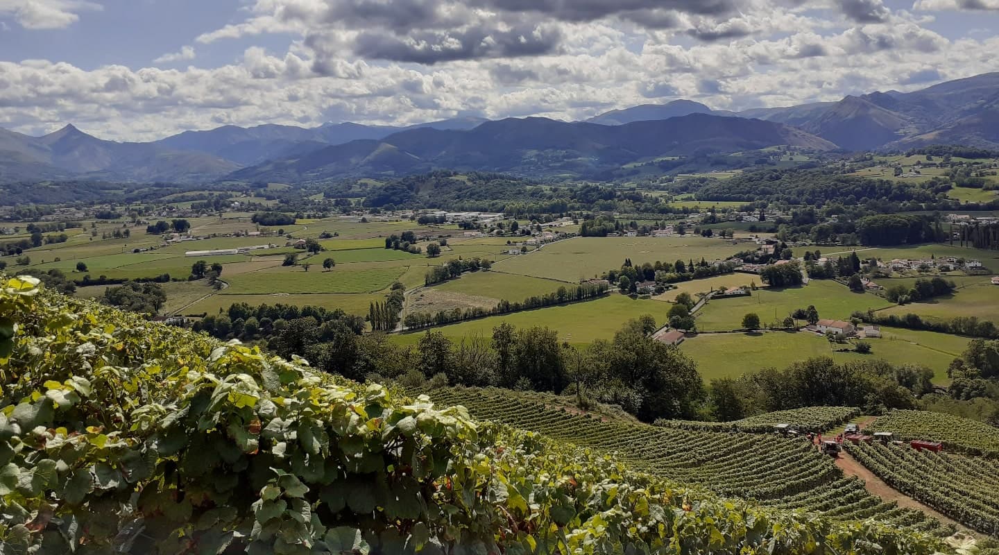 Vignes