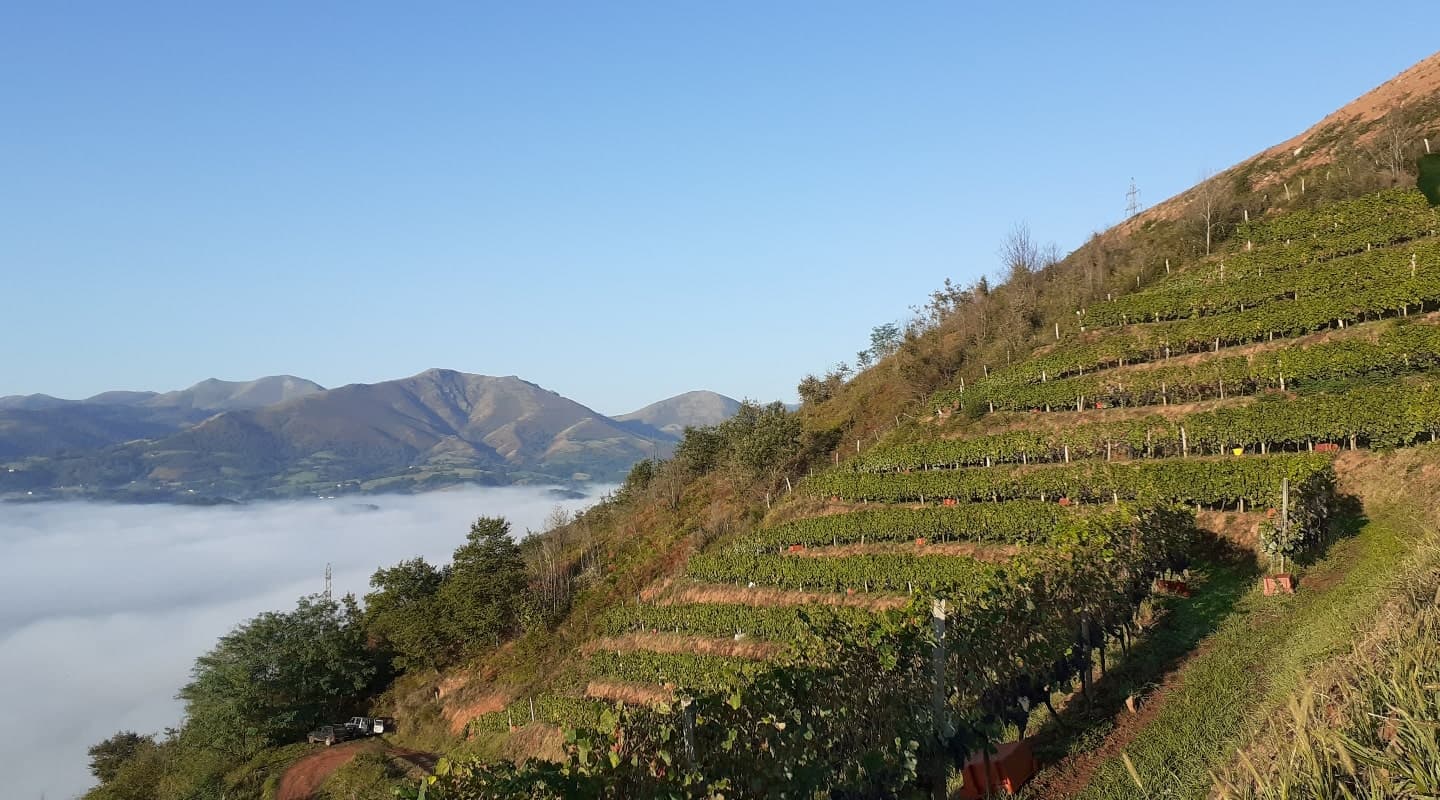 Vignes