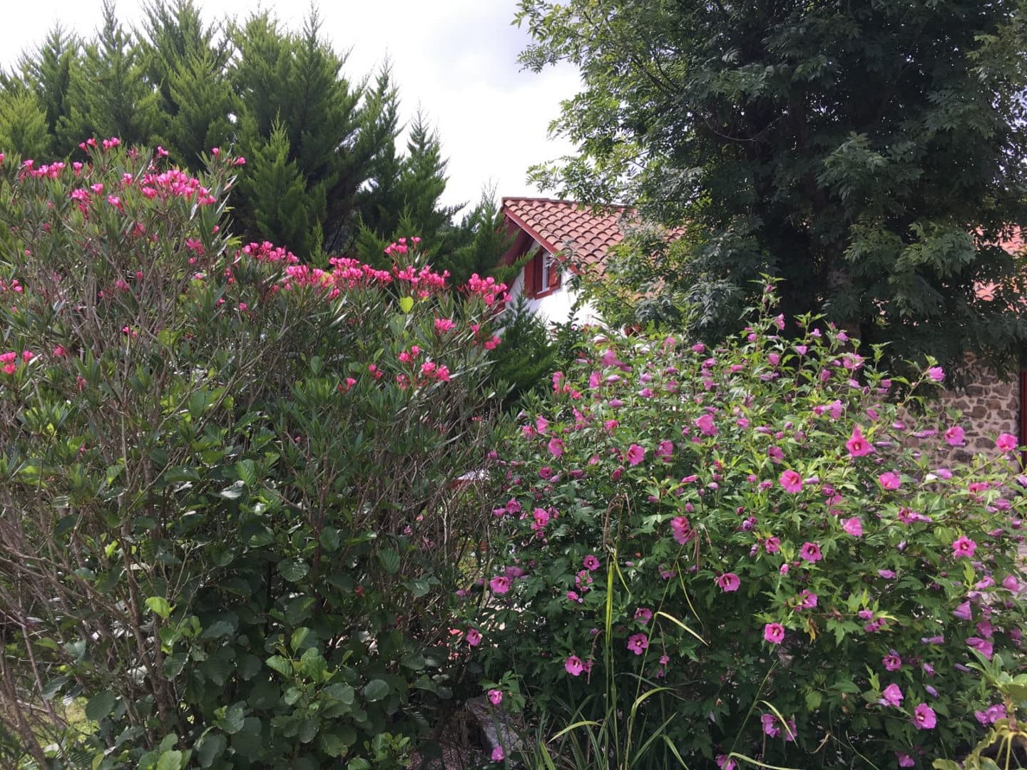 Ezpondakoborda - Fleurs