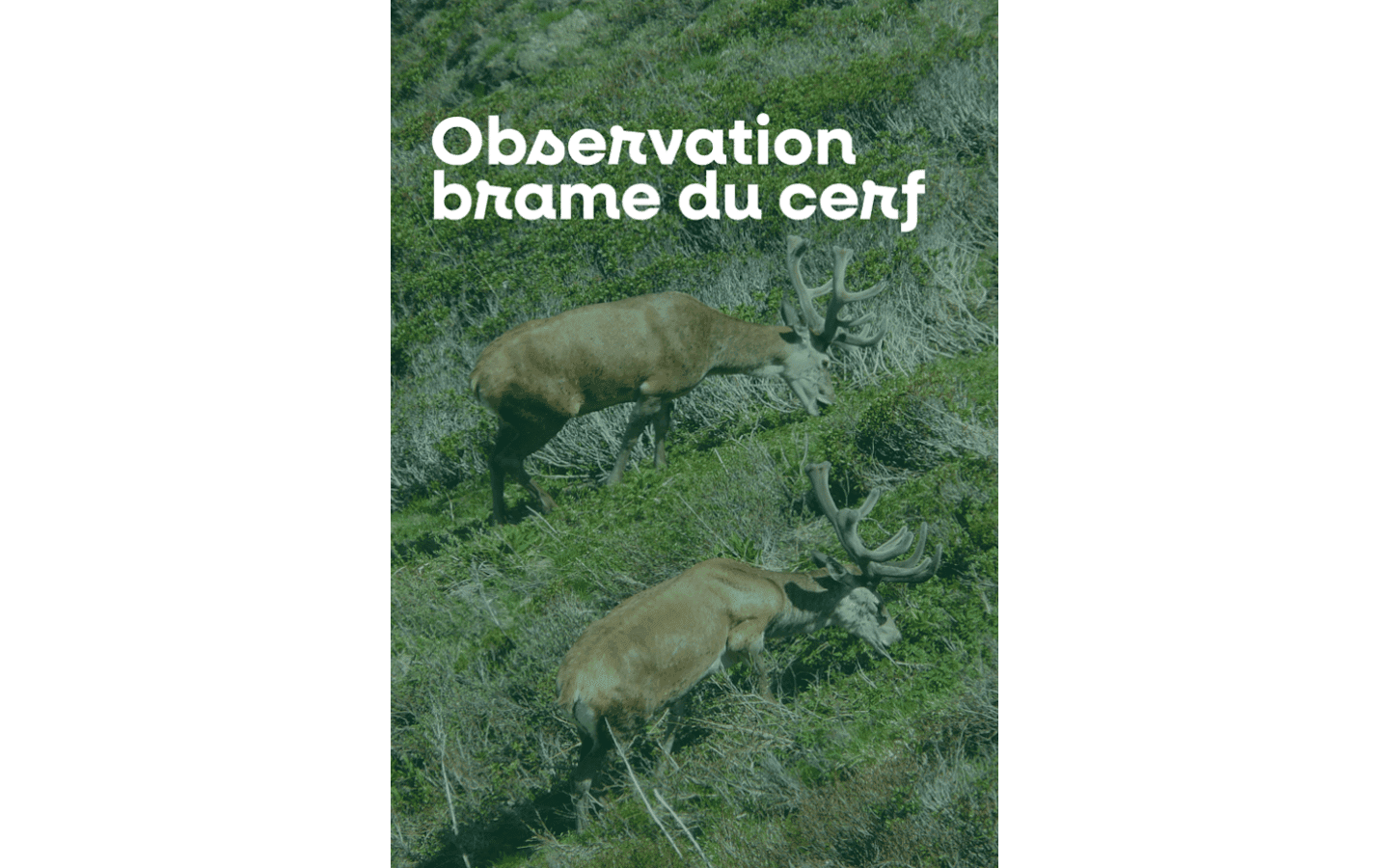 BRAME