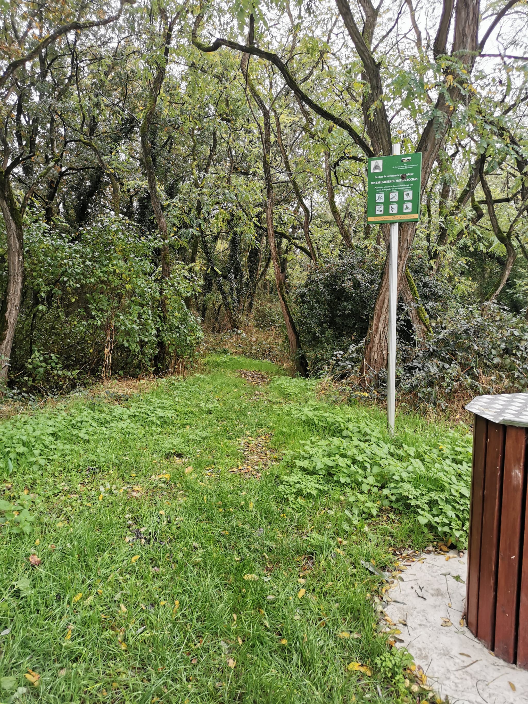 Falunières d'amberre