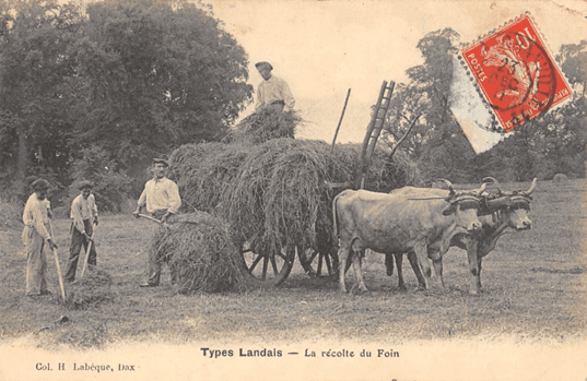 Fenaisons et prairies usagères en Chalosse