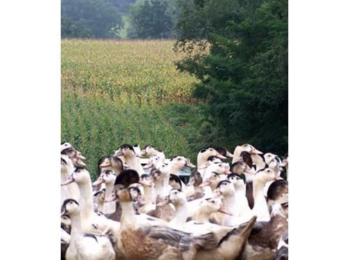 Ferme Beleslou 05_Cagnotte