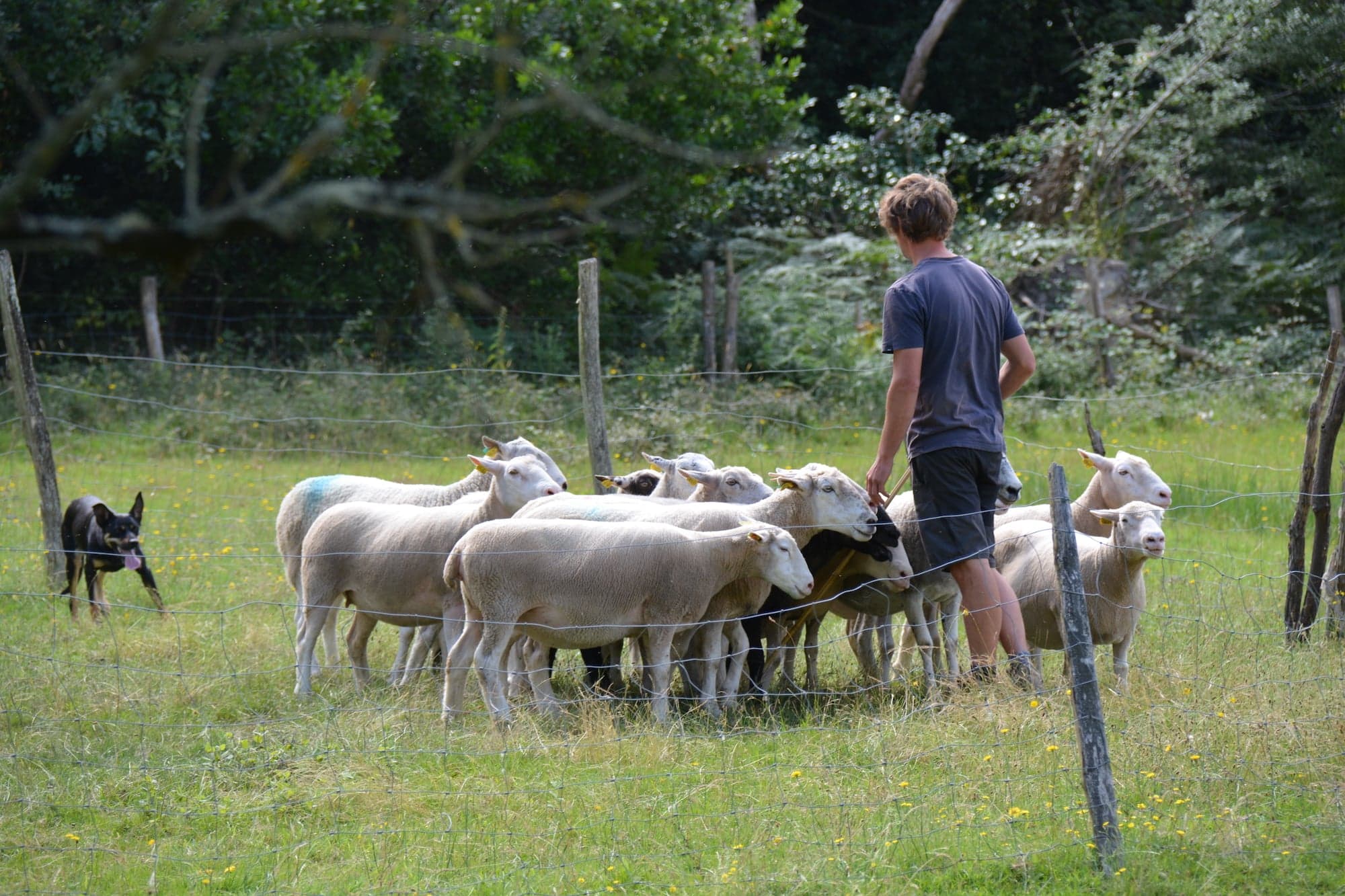 Ferme Cinsi