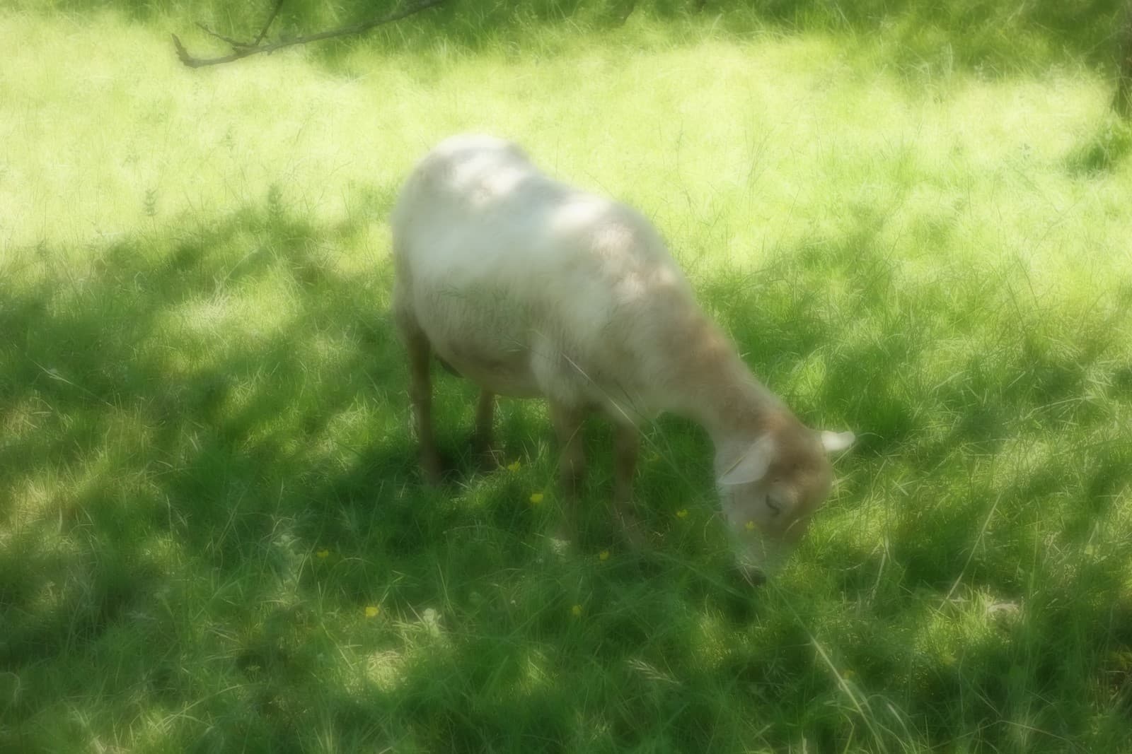 Ferme Larrondoa - Arhansus (2)