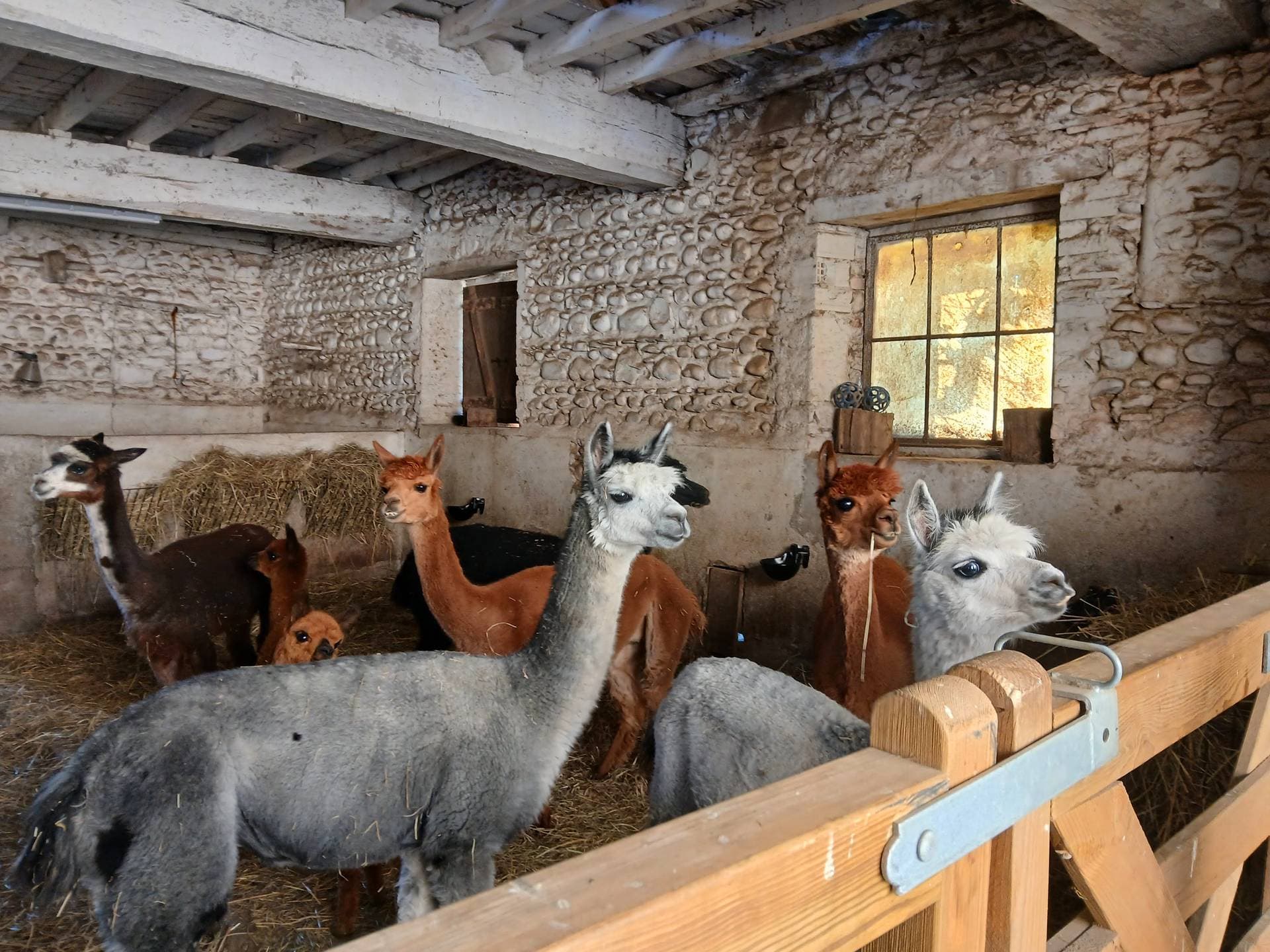 Ferme Pakucha - Alpagas étable