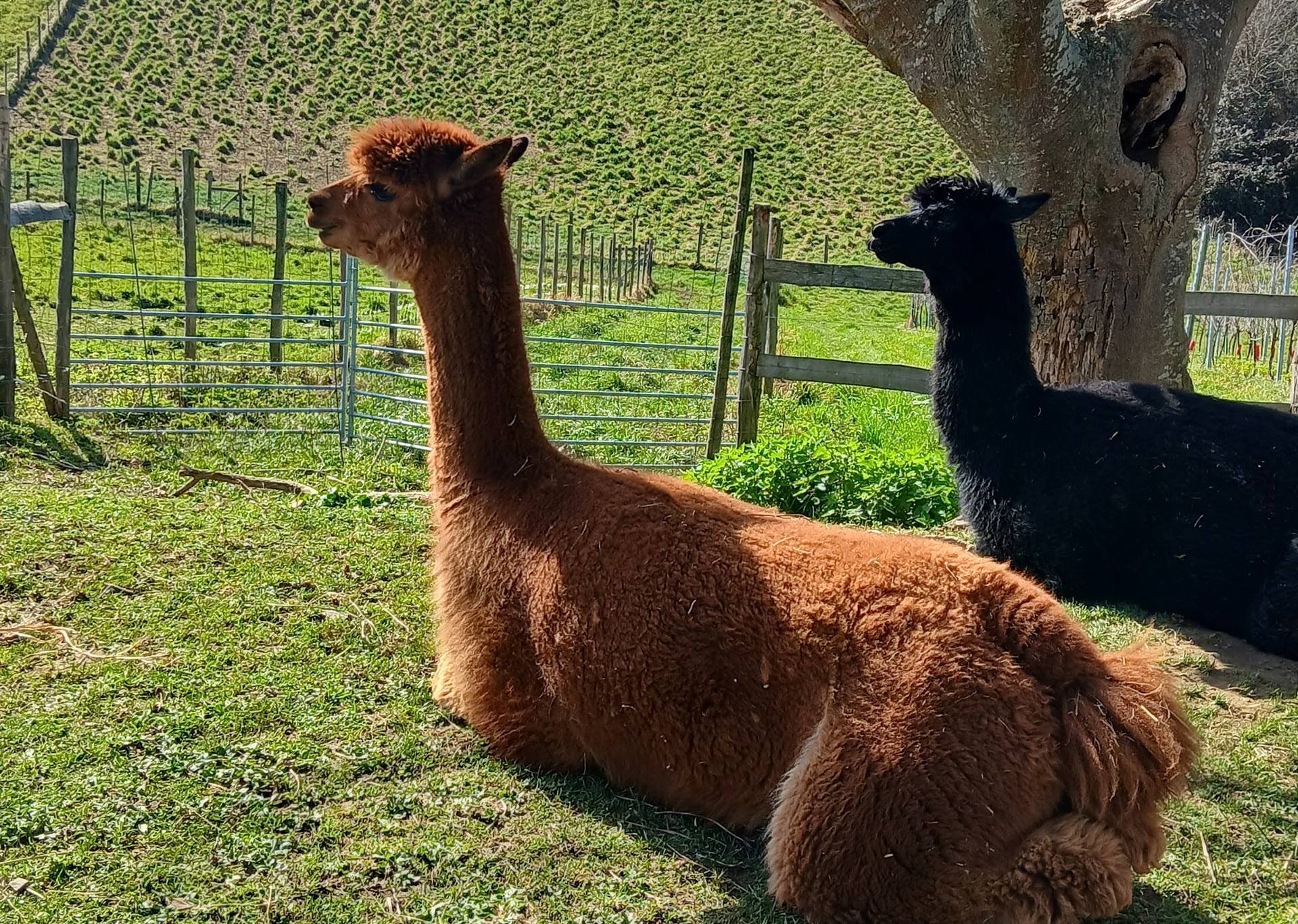 Ferme Pakucha - Alpagas2