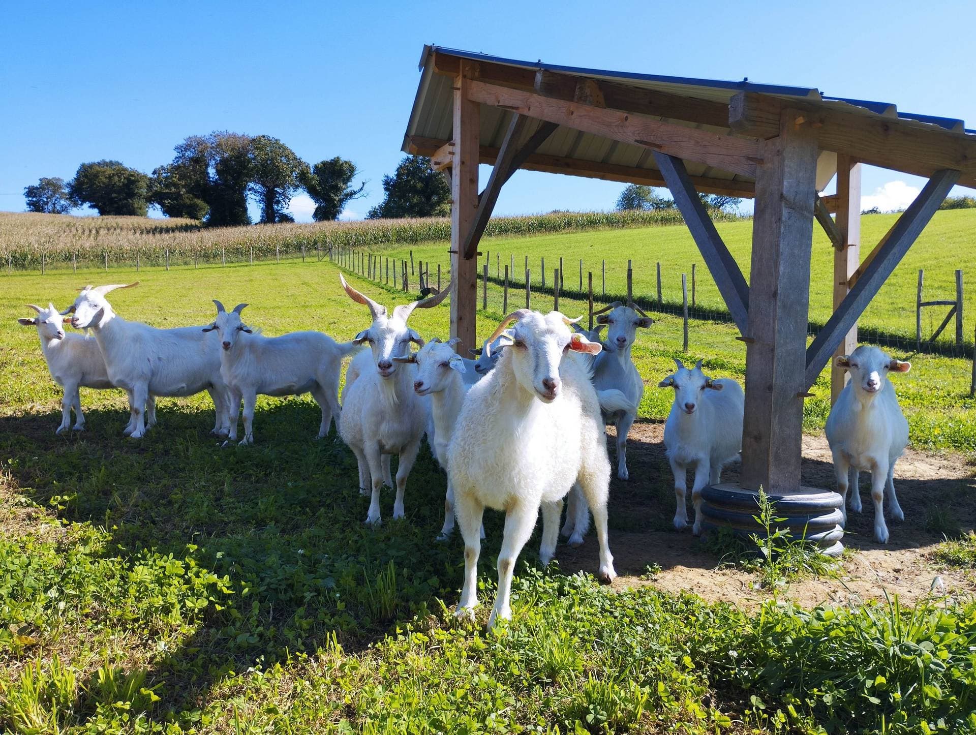 Ferme Pakucha - Chèvres