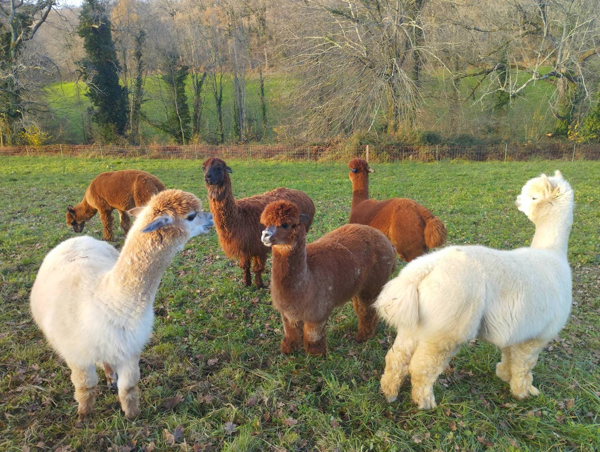 Ferme Pakucha - Petits Alpagas