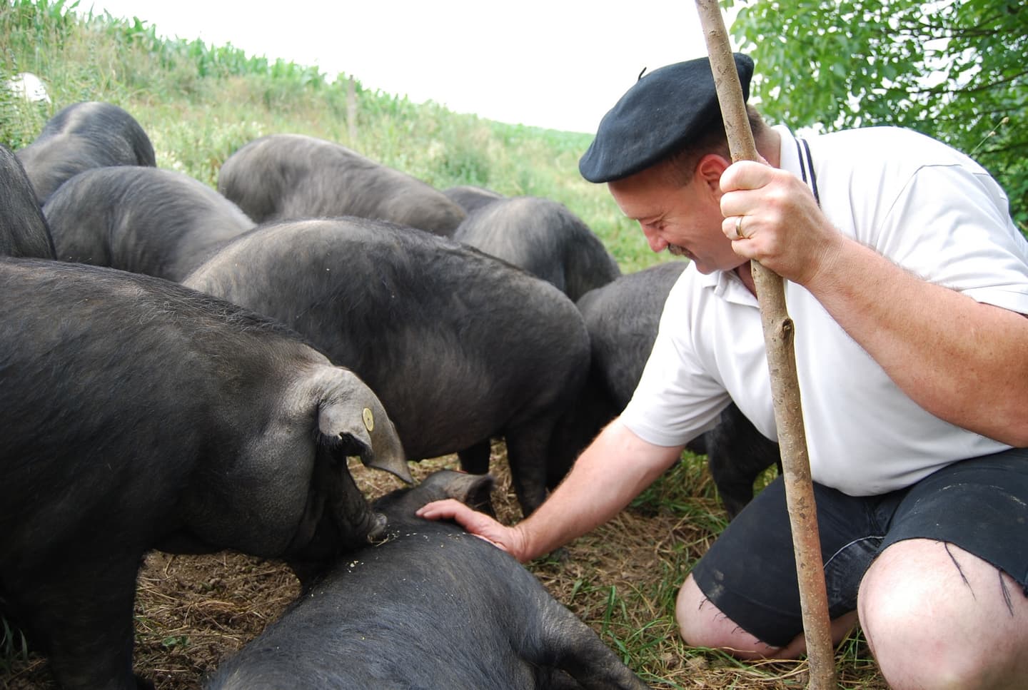 Comme à la ferme