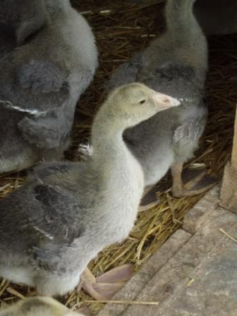 Ferme Tauzia oisons