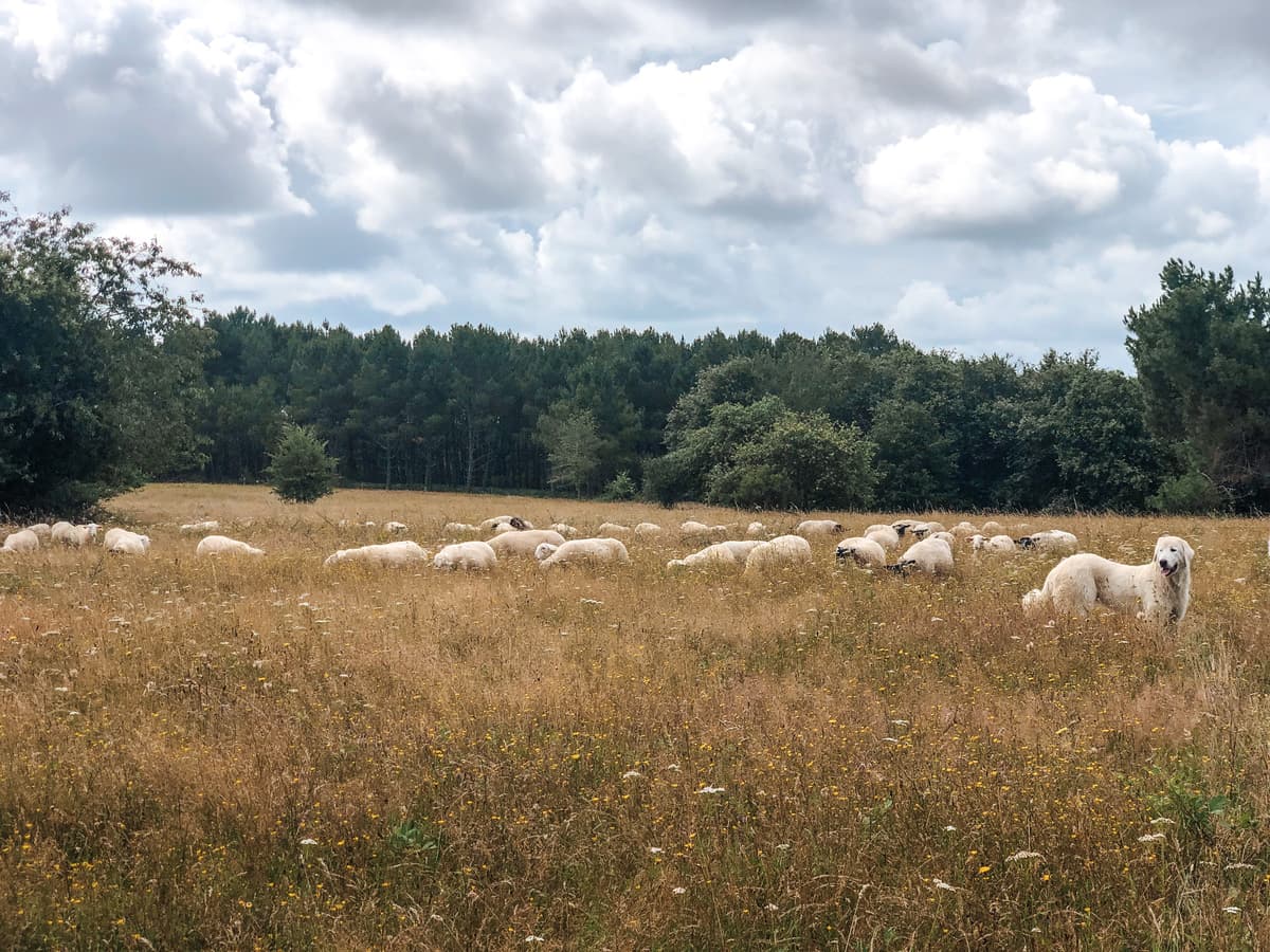 Ferme cinsi troupeau