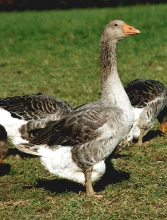 Ferme de Lanneplan : oie