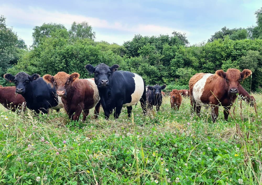 Ferme des Chantouroux_vaches