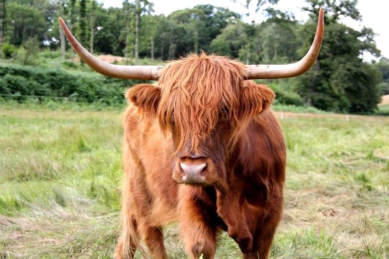 Ferme-des-Highlands