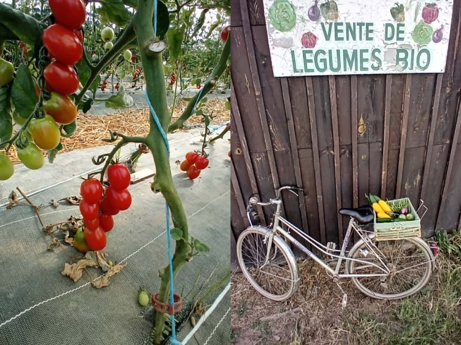 Ferme