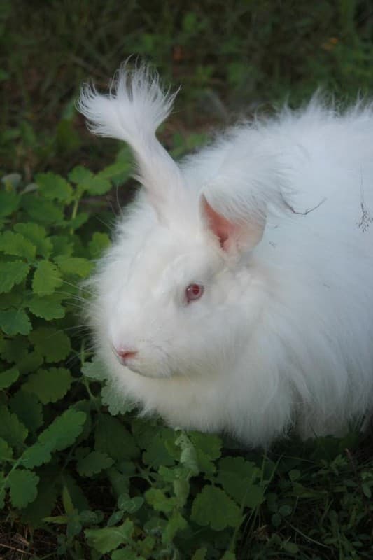 FermeDeTonguy-Beynat_lapin2_4
